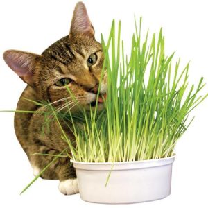 Hạt Giống Trồng Cỏ Lúa Mì Bổ Trợ Tiêu Hóa Cho Mèo 100g